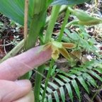6. Phaius tetragonus - -Orchidaceae.jpeg