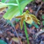 23. Phaius tetragonus - -Orchidaceae.jpeg