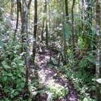 24. Le sentier au retour.jpeg