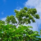 26. Swientenia mahagoni - Mahogany - MELIAC. -Exo..jpeg