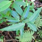 28. Juvénile de Ocotea obtusata - Bois de cannelle marron **- Lauracée - I.jpeg