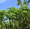Polyscias repanda - Bois de papaye - ARALIACEAE - Endemique Reunion - MB3_2110.jpg