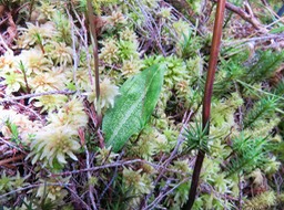 10. Feuille Cynorkis ridleyi - Ø - Orchidaceae - indigène RéunionIMG_3414.JPG