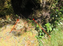 11. Sphaigne IMG_3416.JPG