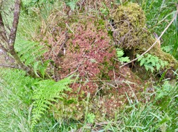 12. Sphaigne IMG_3417.JPG