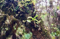16bis. Angræcum tenellum Orchidaceae Indigène La Réunion, Madagascar