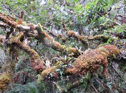 18. Exubérance IMG_3428.JPG