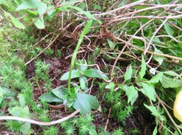 2. ??? Cynorkis squamosa (Poir.) Lindl. - Ø - Orchidaceae - Endémique Réunion et île Maurice IMG_3398.JPG