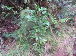 20. Melicope obtusifolia  - Catafaille patte poule ou Grand Catafaille - Rutacée - Endémique Réunion Maurice IMG_3432.JPG