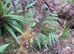 21. Arnottia inermis Orchidaceae Indigène La Réunion