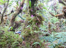 22. Arnottia inermis Orchidaceae Indigène La Réunion IMG_3436.JPG