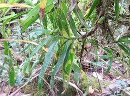 23.  ??? IMG_3437.JPG