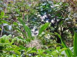 24. En haut, au centre droit Tambourissa crassa - Bois de tambour  ou Bois de Bombarde- Monimiacée - Masc IMG_3438.JPG