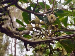 25. Fleur Molinaea alternifolia - Tan Georges - SAPINDACEAE - endémique de La Réunion et de Maurice