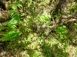 8. Embelia ??? angustifolia - Liane savon - PRIMULACEAE - Endémique BM IMG_3412.JPG