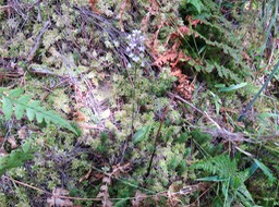 9. Cynorkis ridleyi - Ø - Orchidaceae - indigène Réunion IMG_3413.JPG