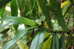 Angreacum obversifolium Orchidac eae Indigène La Réunion 054