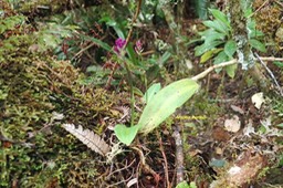 Arnottia inermis Orchidaceae  Indigène La Réunion 027