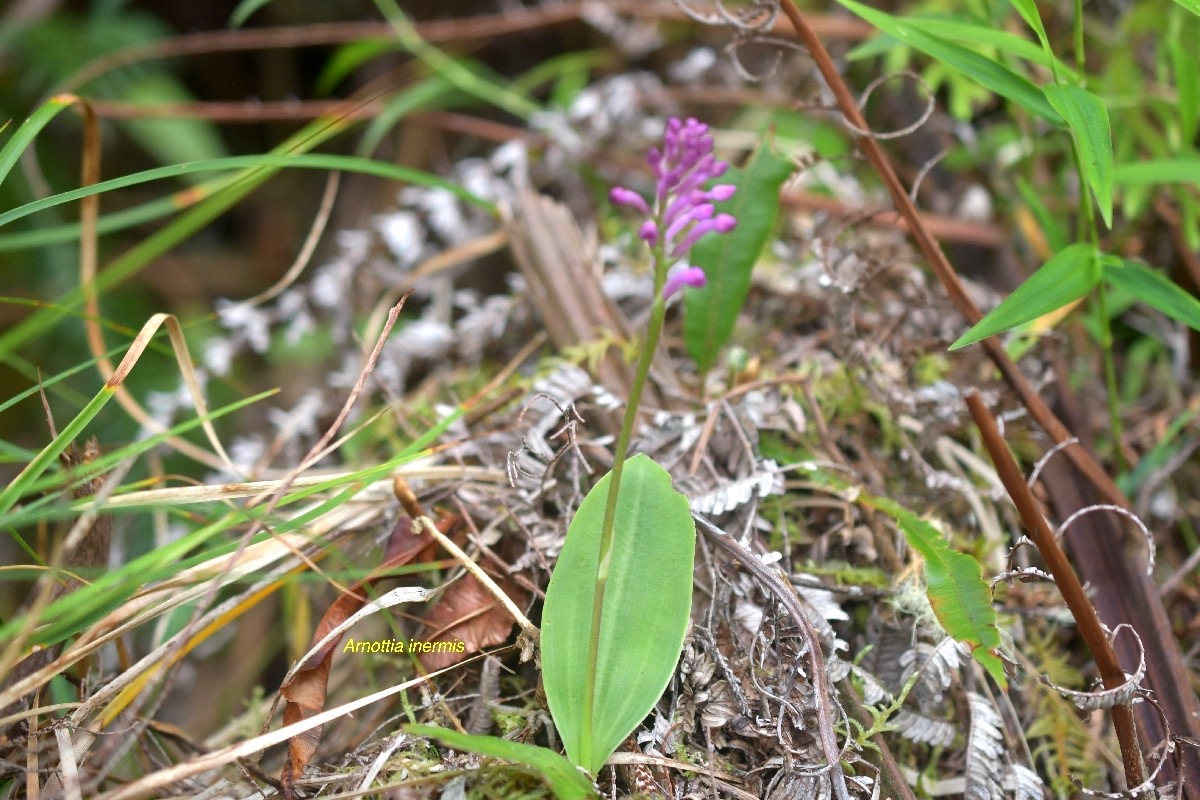 Arnottia inermis Orchidaceae I ndigène La Réunion 6196