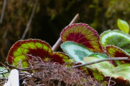 Begonia rex.begoniaceae.espèce envahissante.