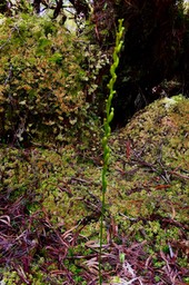 Benthamia sp. orchidaceae (1)