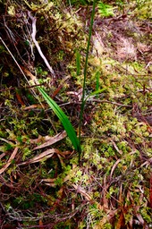 Benthamia sp. orchidaceae