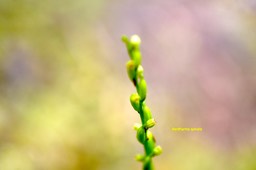 Benthamia spiralis Orchidaceae  Indigène La Réunion 6184