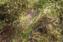 Benthamia spiralis Orchidacea e Indigène La Réunion024