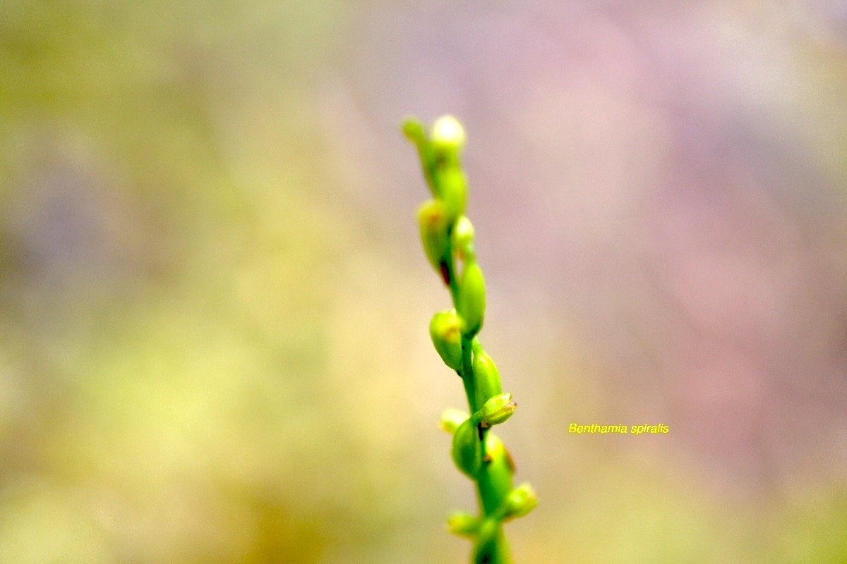 Benthamia spiralis Orchidaceae  Indigène La Réunion 6184