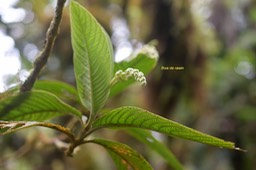 Bertiera rufa Bois de raisin Rubiac eae Endémique La Réunion 6222