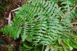 Blotiella pubescens.fougère de laine. indigène Réunion.dennstaedtiaceae