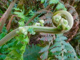 Blotiella pubescens.fougère de laine. dennstaedtiaceae indigène Réunion.(1)