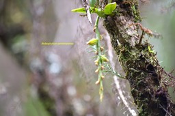 Bulbophyllum sambinarense Orchidace ae Indigène La Réunion _6215