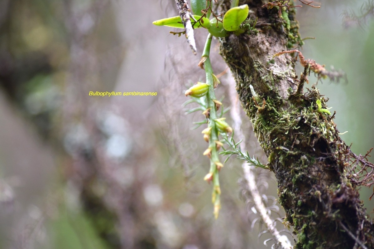 Bulbophyllum sambinarense Orchidace ae Indigène La Réunion _6215