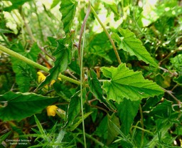 Convolvulus farinosus.liseron farineux;convolvulaceae.espèce envahissante.