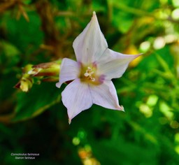Convolvulus farinosus.liseron farineux;convolvulaceae.espèce envahissante. (1)