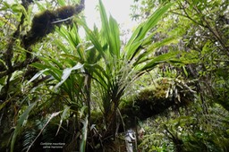 Cordyline mauritiana.canne marronne.asparagaceae.endémique Réunion Maurice.