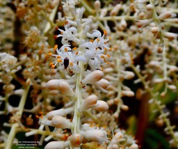 Cordyline mauritiana.canne marronne. (détail de l'inflorescence)asparagaceae.endémique Réunion Maurice. (1)
