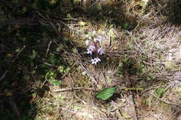 Cynorkis ridleyi Orchidaceae  Indigène La Réunion 017