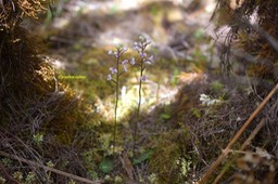 Cynorkis ridleyi Orchidaceae Indigène La Réunion 6157