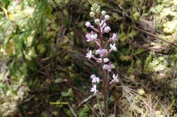 Cynorkis ridleyi Orchidaceae  Indigène La Réunion 015