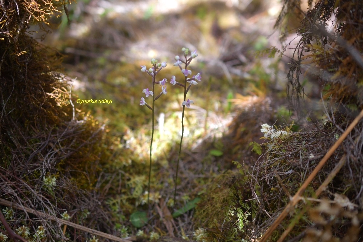 Cynorkis ridleyi Orchidaceae Indigène La Réunion 6157
