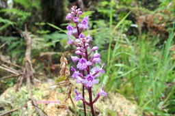 Cynorkis squamosa Orchidaceae Ende ́mique La Réunion, Maurice 026
