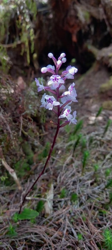 Cynorkis_squamosa_ORCHIDOIDEAE_Indigene_Reunion_20221108_101523