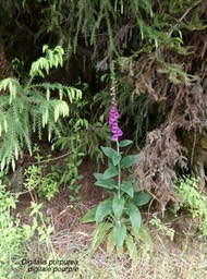 Digitalis purpurea .digitale pourpre.plantaginaceae.espèce envahissante .P1001361