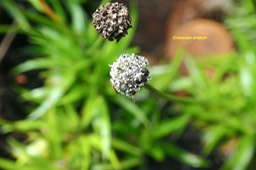 Eriocaulon striatum Eriocaulace ae Indigène La Réunion 09