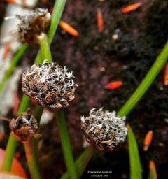 Eriocaulon striatum.ériocaule strié.eriocaulaceae.endémique Madagascar Mascareignes .. (1)
