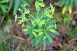 Euphorbia borbonica Euphorbe de Bourbon Eup horbiaceae Endémique La Réunion 6165