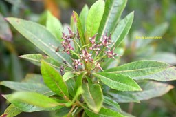 Forgesia racemosa Bois de Laurent Martin Esc alloniaceae Endémique La Réunion 6206