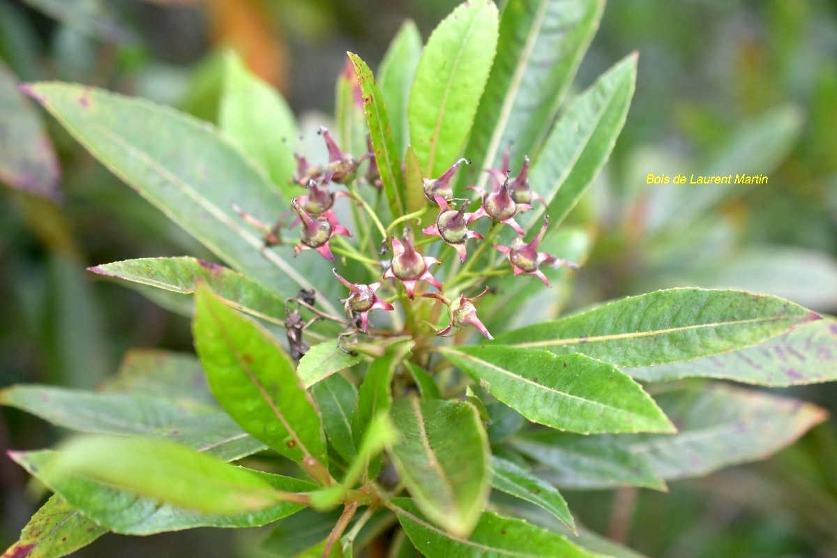 Forgesia racemosa Bois de Laurent Martin Esc alloniaceae Endémique La Réunion 6206